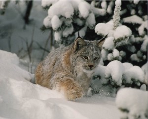 Lynx running in Snow